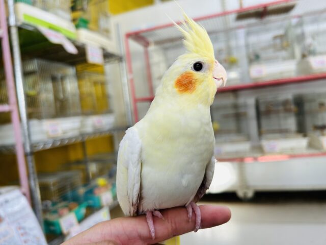 オカメインコ