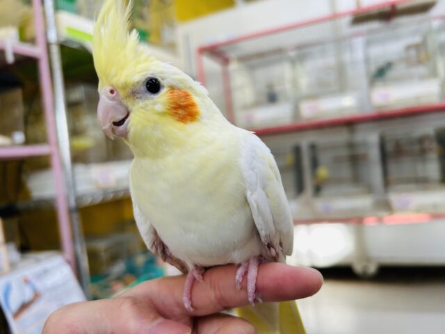 オカメインコ