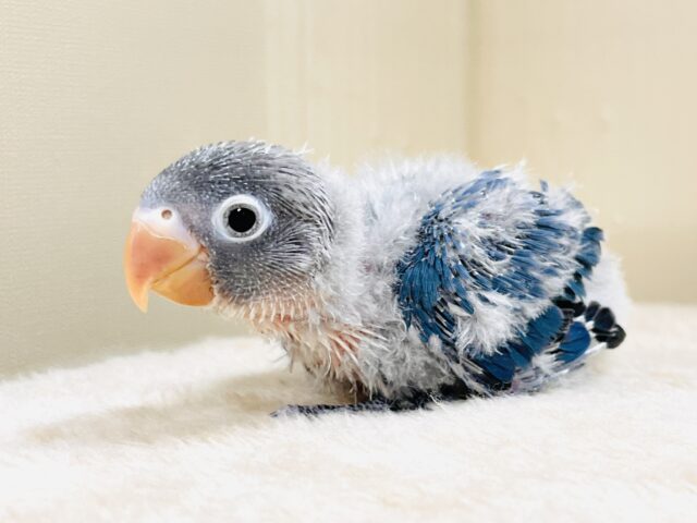 ブルーボタンインコ