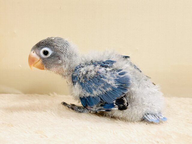 ブルーボタンインコ