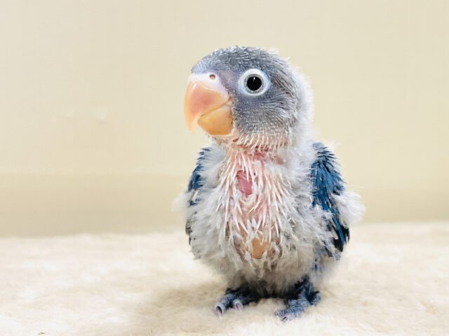 ブルーボタンインコ