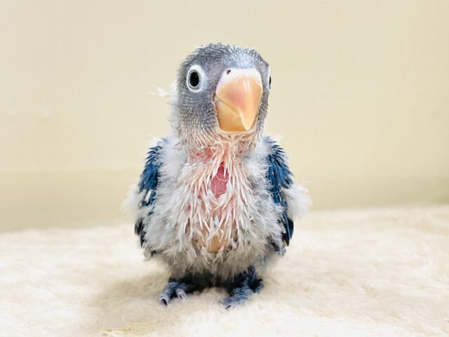 ブルーボタンインコ