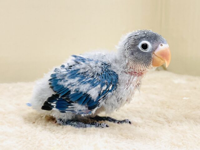 ブルーボタンインコ