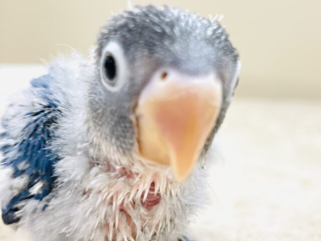 ブルーボタンインコ