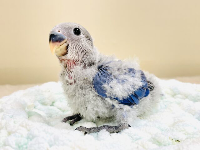 コザクラインコ（小桜インコ）