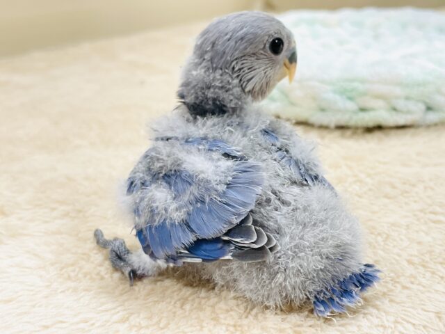 コザクラインコ（小桜インコ）