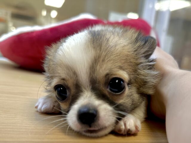 むっちり🩵チワワ男の子 チワワ