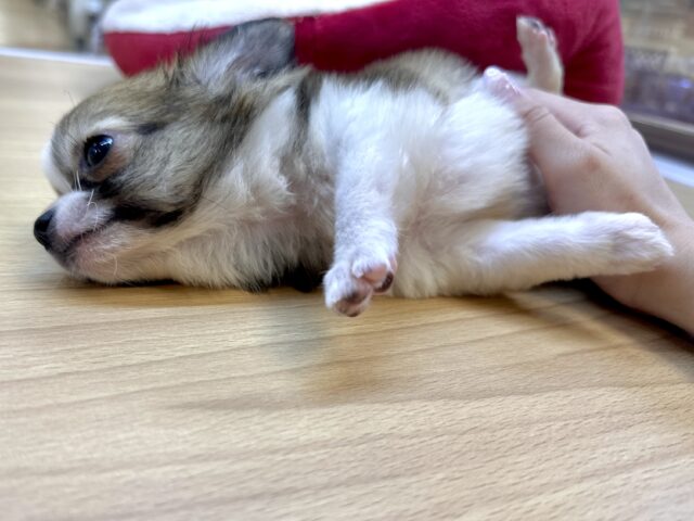 むっちり🩵チワワ男の子 チワワ