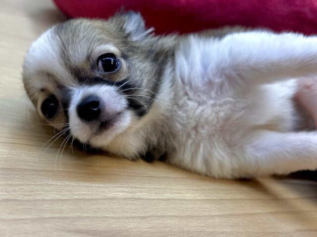 むっちり🩵チワワ男の子 チワワ