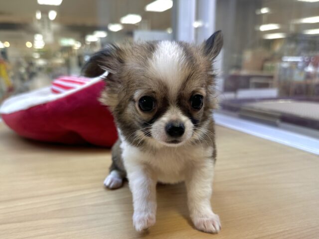 むっちり🩵チワワ男の子 チワワ