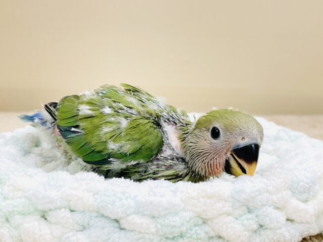 コザクラインコ（小桜インコ）