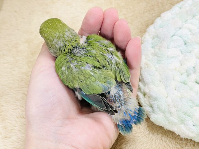 コザクラインコ（小桜インコ）