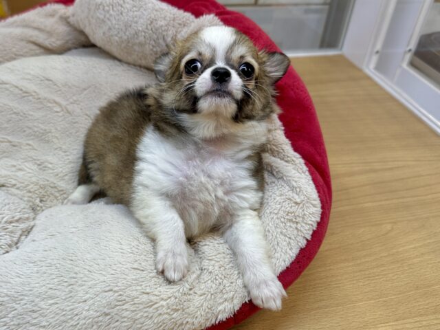 むっちり🩵チワワ男の子 チワワ