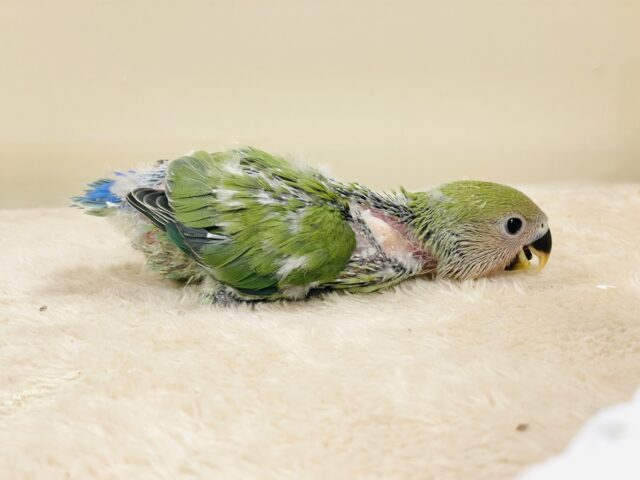 コザクラインコ（小桜インコ）