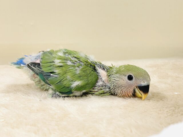 コザクラインコ（小桜インコ）