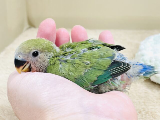 コザクラインコ（小桜インコ）