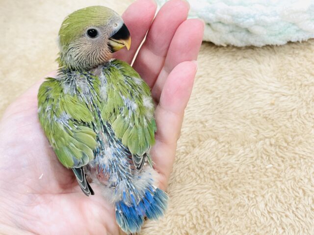 コザクラインコ（小桜インコ）