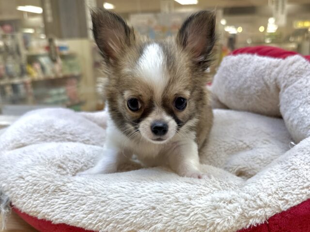 むっちり🩵チワワ男の子 チワワ