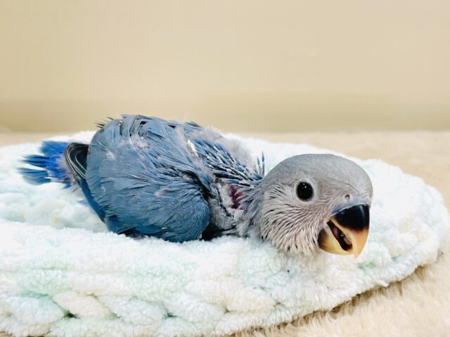 コザクラインコ（小桜インコ）