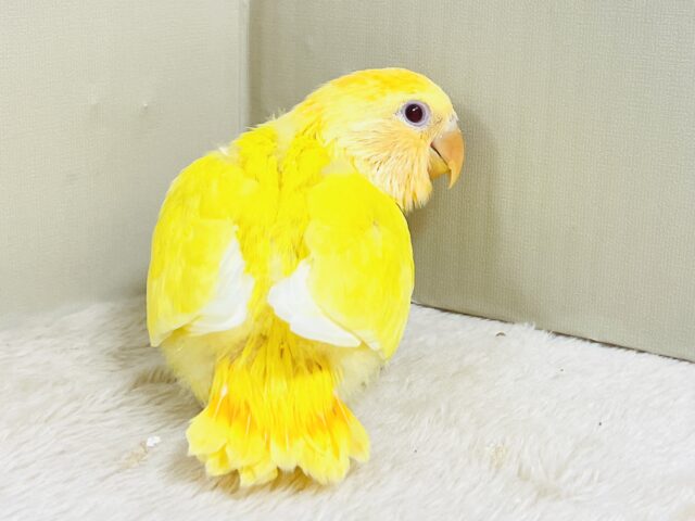 コザクラインコ（小桜インコ）