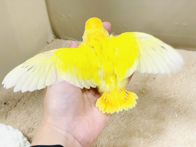 コザクラインコ（小桜インコ）