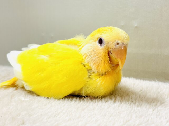 コザクラインコ（小桜インコ）