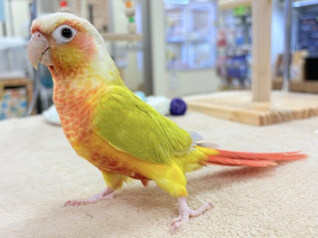 ホオミドリウロコインコ