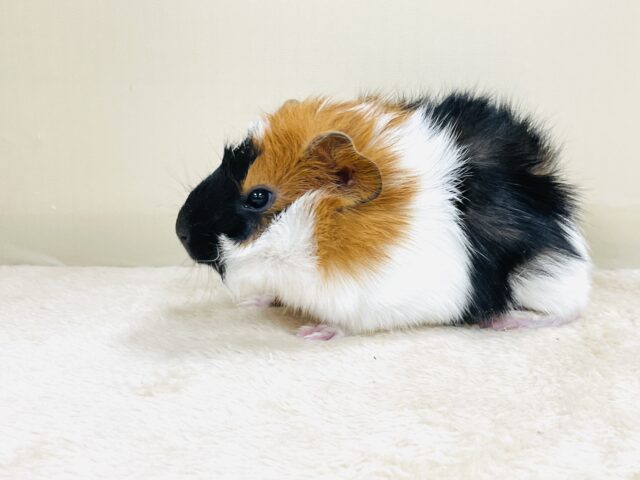 アビシニアンモルモット