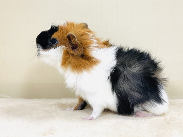 アビシニアンモルモット