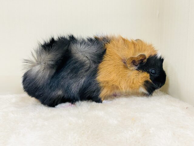 アビシニアンモルモット