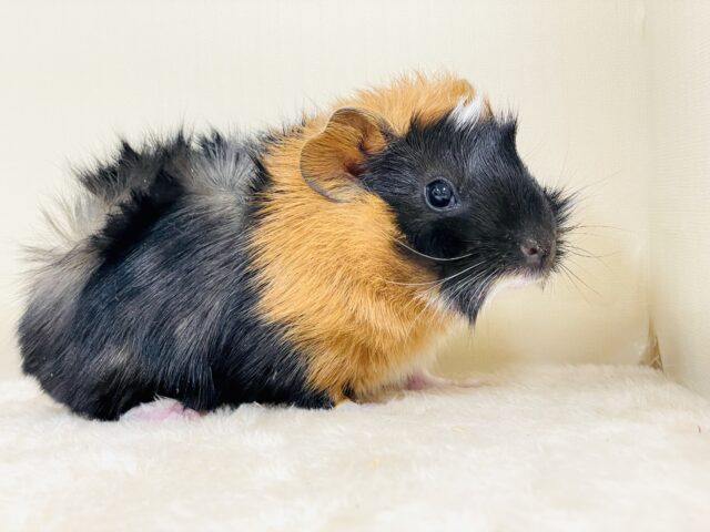 アビシニアンモルモット