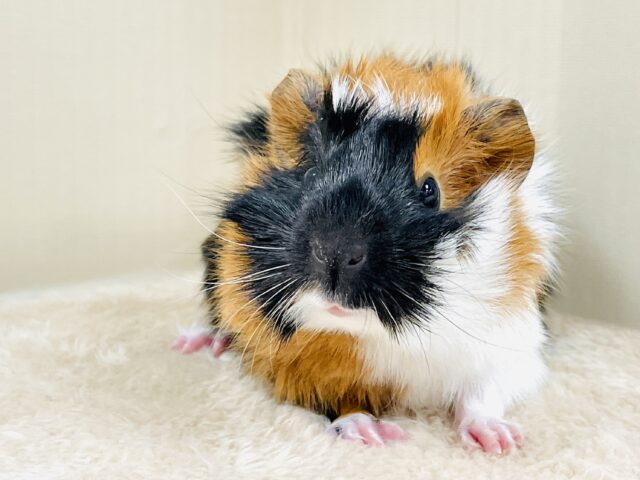 アビシニアンモルモット