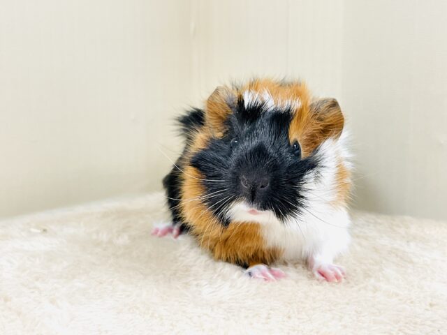 アビシニアンモルモット