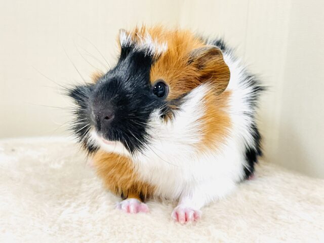 アビシニアンモルモット