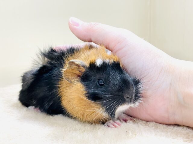 アビシニアンモルモット