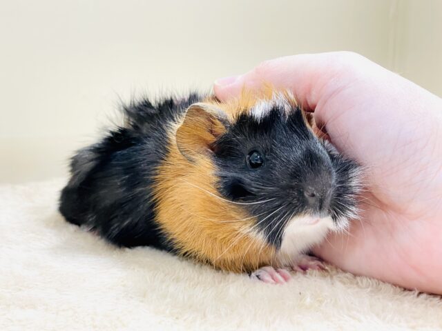 アビシニアンモルモット