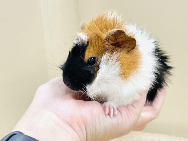 アビシニアンモルモット