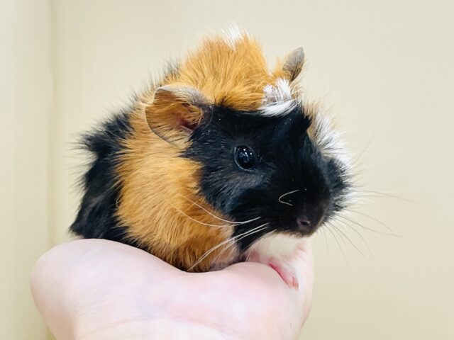 アビシニアンモルモット