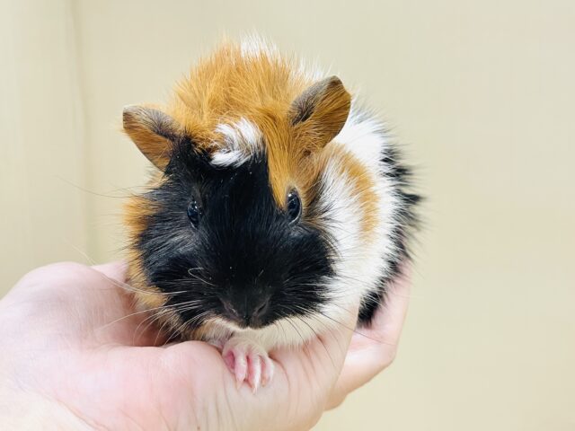 アビシニアンモルモット