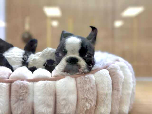 ボストンテリア