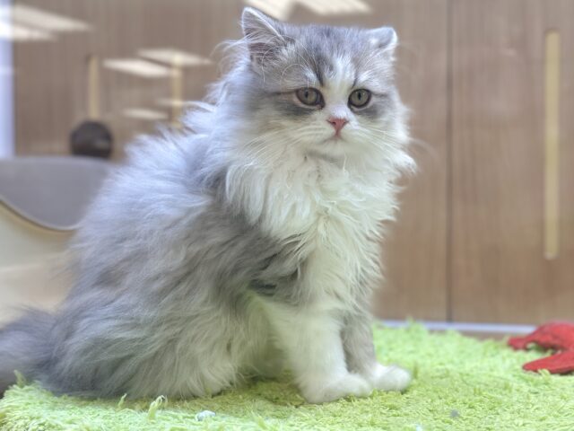 激かわ!♡♡♡ミヌエット男の子 ミヌエット