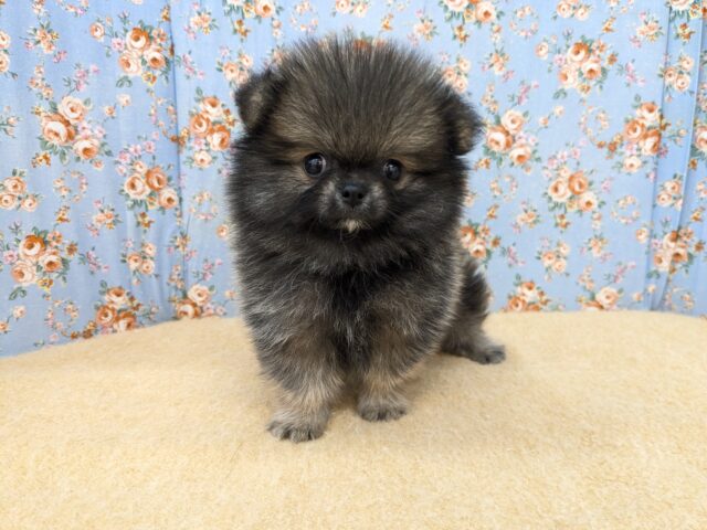 ポメチー（ポメチワ）