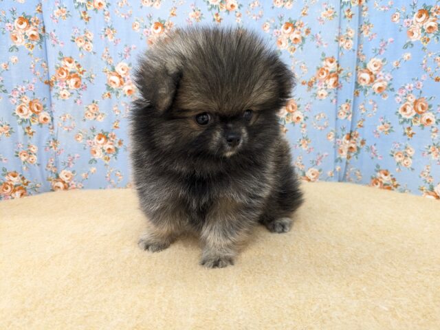 ポメチー（ポメチワ）