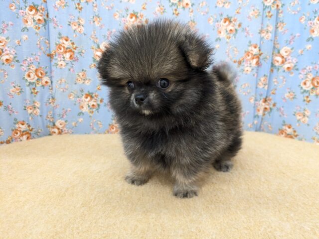 ポメチー（ポメチワ）