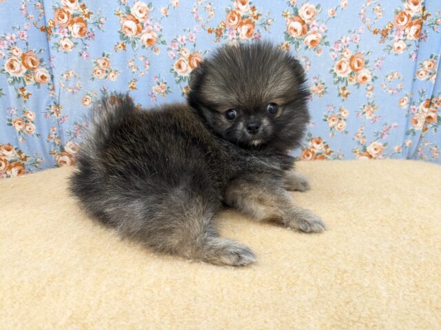 ポメチー（ポメチワ）