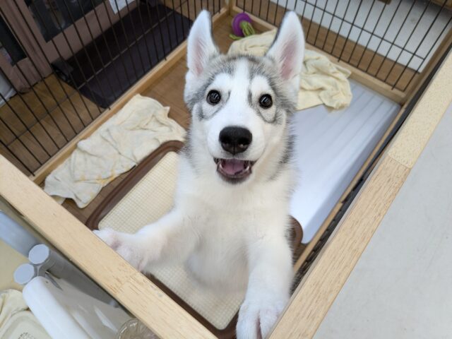 シベリアンハスキー