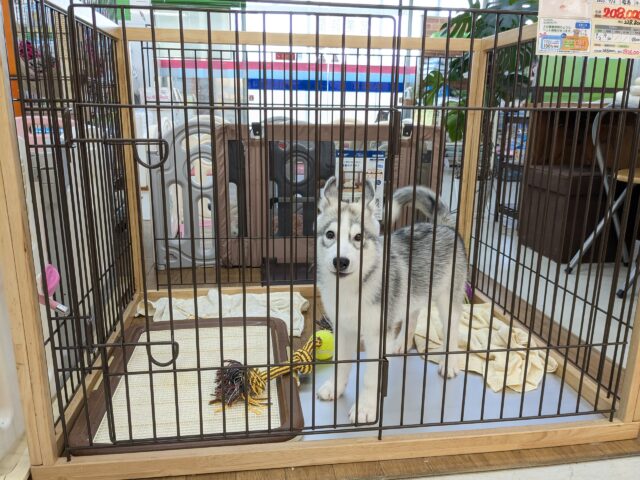 シベリアンハスキー