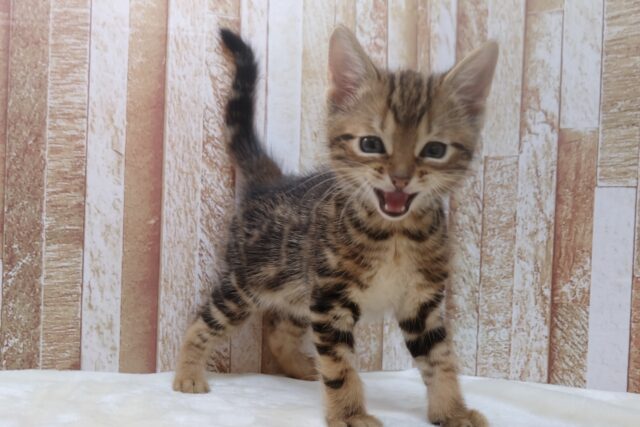 アメリカンショートヘア