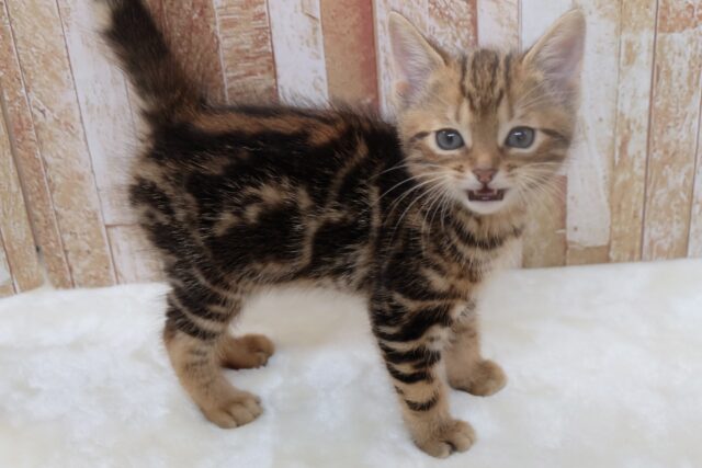 アメリカンショートヘア