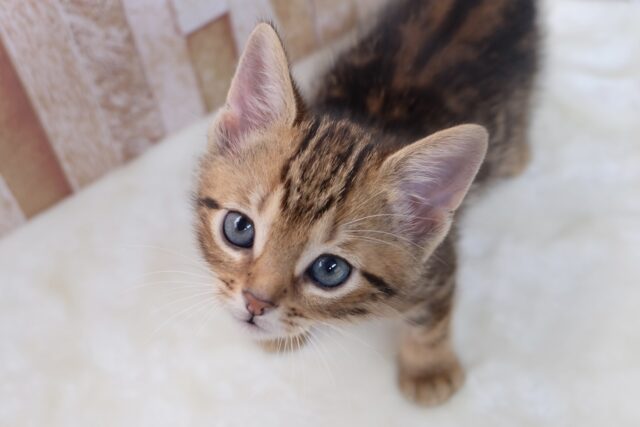 アメリカンショートヘア